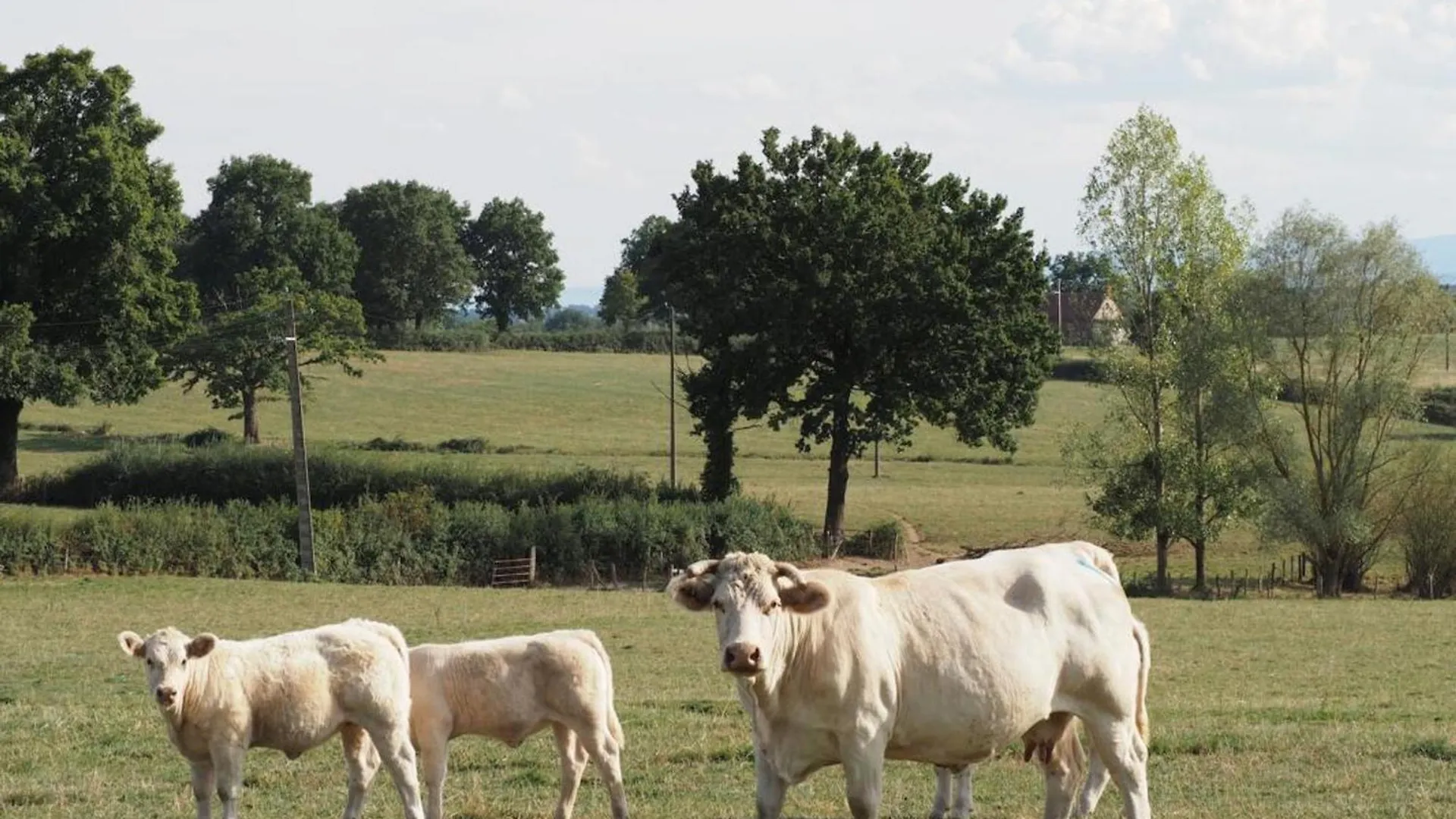 Hébergement de vacances Gîte Monétay-sur-Loire, 4 pièces, 7 personnes - FR-1-489-107 France
